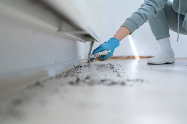 Best Local Pest Control Services  in Sunset, LA